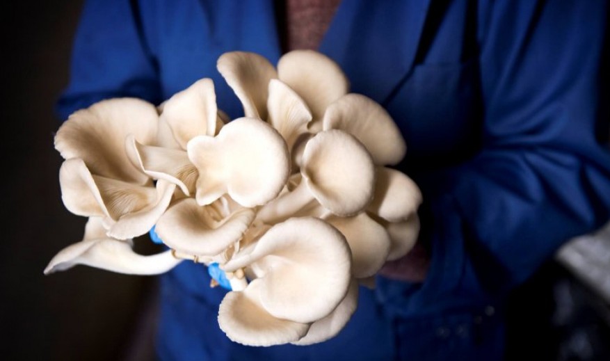 Hongos ostra: Un manjar delicioso y nutritivo para tu salud